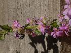 Native Blue Banded Bees love the Lythrum