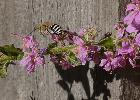 Native Blue Banded Bees love the Lythrum