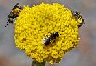 Tiny native Lasioglossum sp.on Craspedia variablis