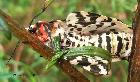 Black and and White Tiger Moths mating