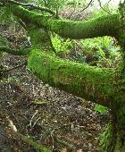 Moss on Myrtle Beech
