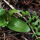 Green Bird-orchid