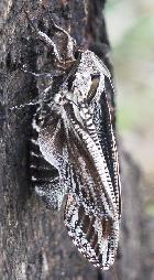 Cossid moth 