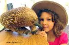 Echidna friend
