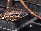 Brown Tree Frog on FOWSP tube