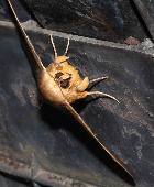 Granny Moth Dasypodia selenophora