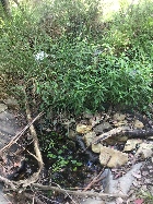 Frogland / Pond