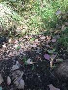 Frogland / Orchids