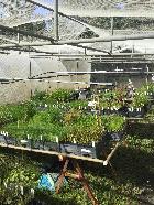 Nursery / Orders area