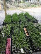 Nursery / Hardening-off area
