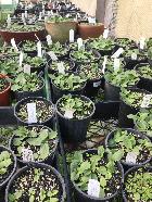 Nursery / Orchids