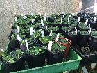 Nursery / Orchids