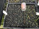 Nursery / Seed tray