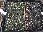 Nursery / Seed tray
