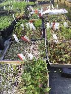 Nursery / Seed trays
