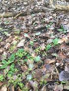 Frogland / Orchids