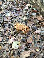 Frogland / Fungi