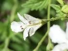 Forest Germander