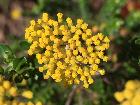 Clustered Everlasting