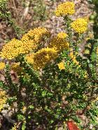 Grey Everlasting