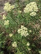 Shiny Cassinia