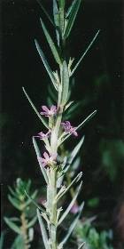 Small Loosestrife