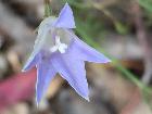 Sprawling Bluebell