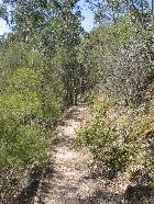 Along the "Blue Tongue" track