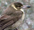 Jan Tindales Butcherbird
