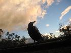 Jan Tindales evening shot