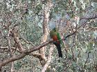 Jan Tindales parrot