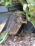 Jan Tindales echidna investigates
