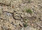 Jan Tindales Brown Snake