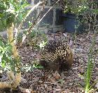 Jan Tindales Echidna