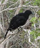 Jan Tindales Chough