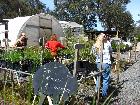 FOWSP nursery at Pound Bend