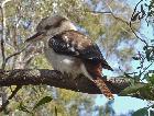 Pound Bend kookaburra