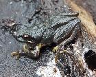 Nearly part of the BBQ Litoria ewingi