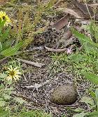 Masked Lawing egg and chick