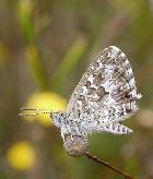 Saltbush Blue Theclinesthes serpentata