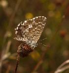 Slatbush Blue Theclinesthes serpentata