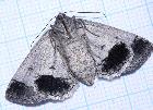 3 Stibaroma species underside