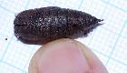 1 pupa in potting soil 