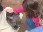 Alana pats Peggy wombat