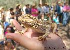 Bearded Dragon